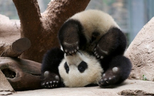 This panda came up when I looked up Yoga Fail. I don't think he failed at all. He is just adorably practising plow pose. 